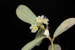 Florida leaf-flower